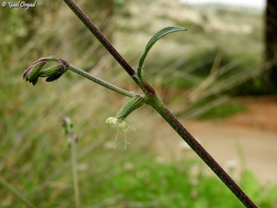 Silene dichotoma  Forked catchfly,Geotagged,Israel,Silene dichotoma,Winter