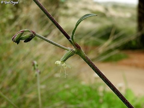 Silene dichotoma  Forked catchfly,Geotagged,Israel,Silene dichotoma,Winter