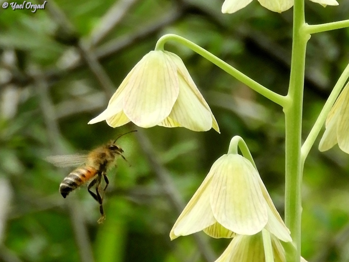 Andrena melittoides Approaching Fritillaria persica Andrena melittoides,Fritillaria persica,Geotagged,Israel,Winter