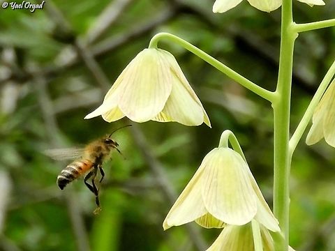 Andrena melittoides Approaching Fritillaria persica Andrena melittoides,Fritillaria persica,Geotagged,Israel,Winter