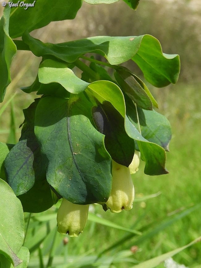 Cerinthe palaestina  Cerinthe palaestina,Geotagged,Israel,Winter