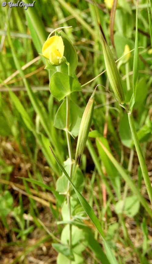 Lathyrus aphaca  Geotagged,Israel,Lathyrus aphaca,Winter