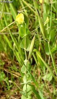 Lathyrus aphaca  Geotagged,Israel,Lathyrus aphaca,Winter