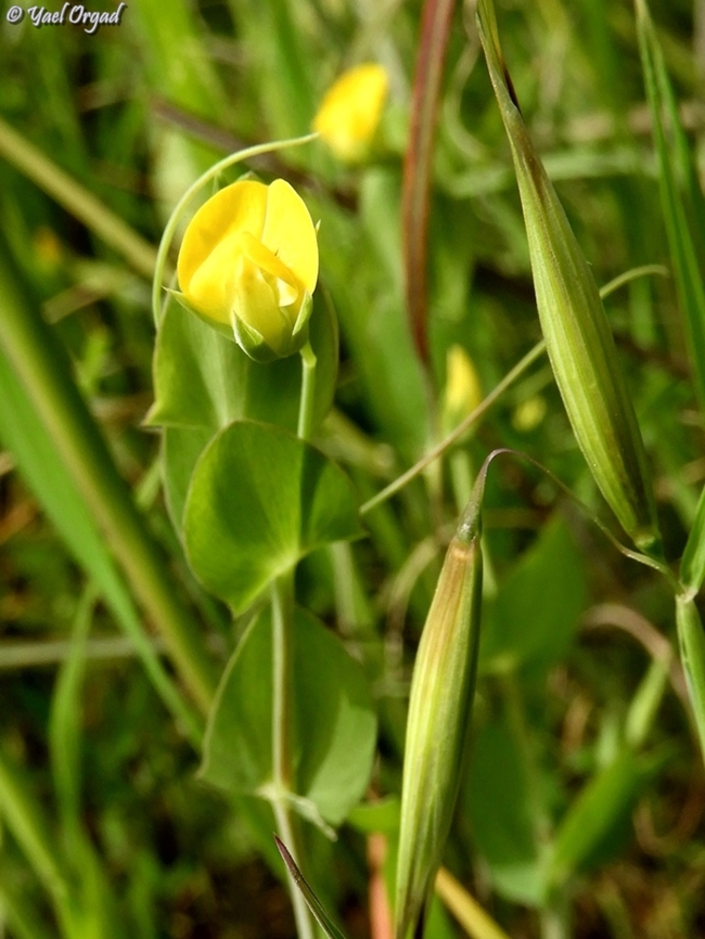 Lathyrus aphaca  Geotagged,Israel,Lathyrus aphaca,Winter