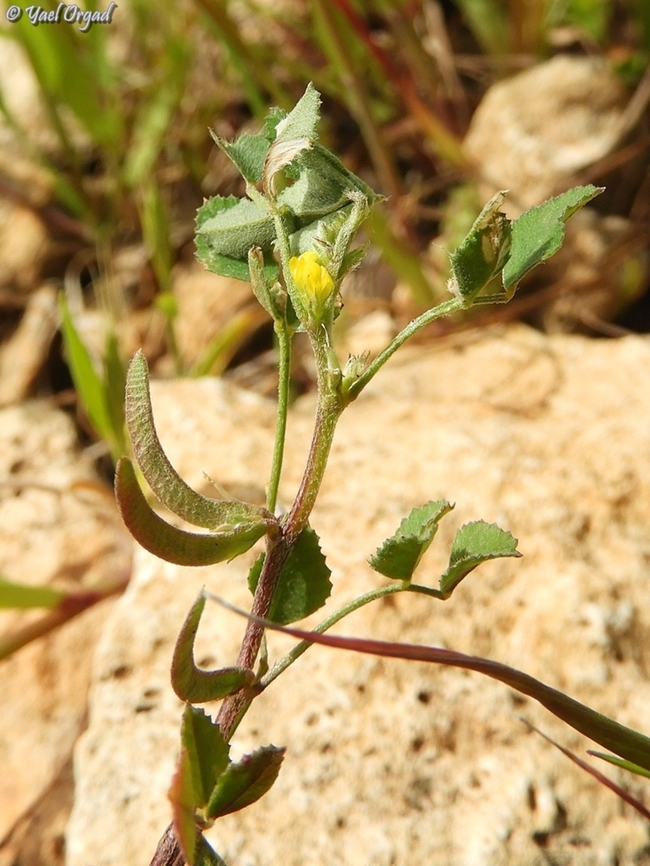 Medicago monspeliaca  Geotagged,Israel,Medicago monspeliaca,Winter
