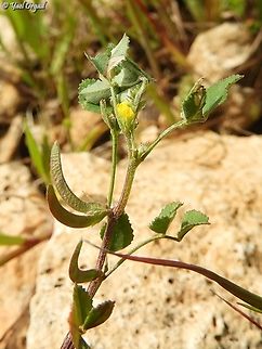 Medicago monspeliaca  Geotagged,Israel,Medicago monspeliaca,Winter