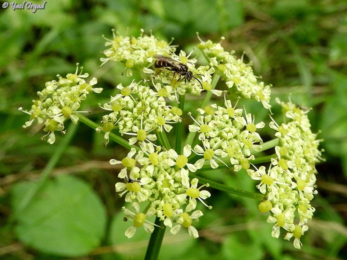 Smyrnium olusatrum and Lasioglossum bee  Alexanders,Geotagged,Israel,Smyrnium olusatrum,Winter