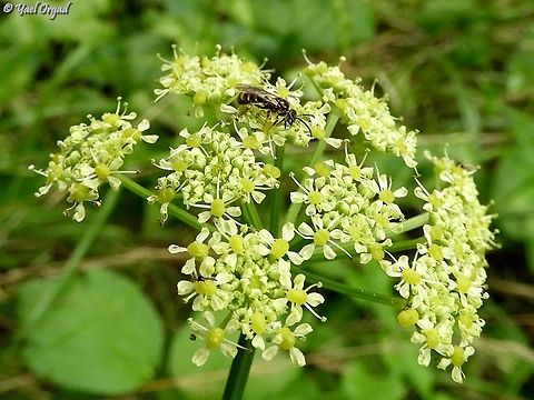 Smyrnium olusatrum and Lasioglossum bee  Alexanders,Geotagged,Israel,Smyrnium olusatrum,Winter