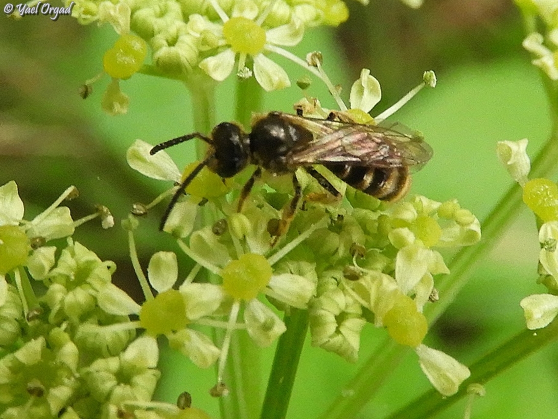 Smyrnium olusatrum and Lasioglossum bee  Alexanders,Geotagged,Israel,Smyrnium olusatrum,Winter
