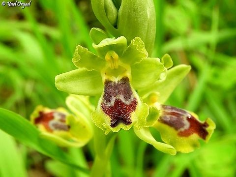 Ophrys lutea  Geotagged,Israel,Ophrys lutea,Winter,Yellow Bee-orchid