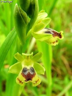 Ophrys lutea  Geotagged,Israel,Ophrys lutea,Winter,Yellow Bee-orchid