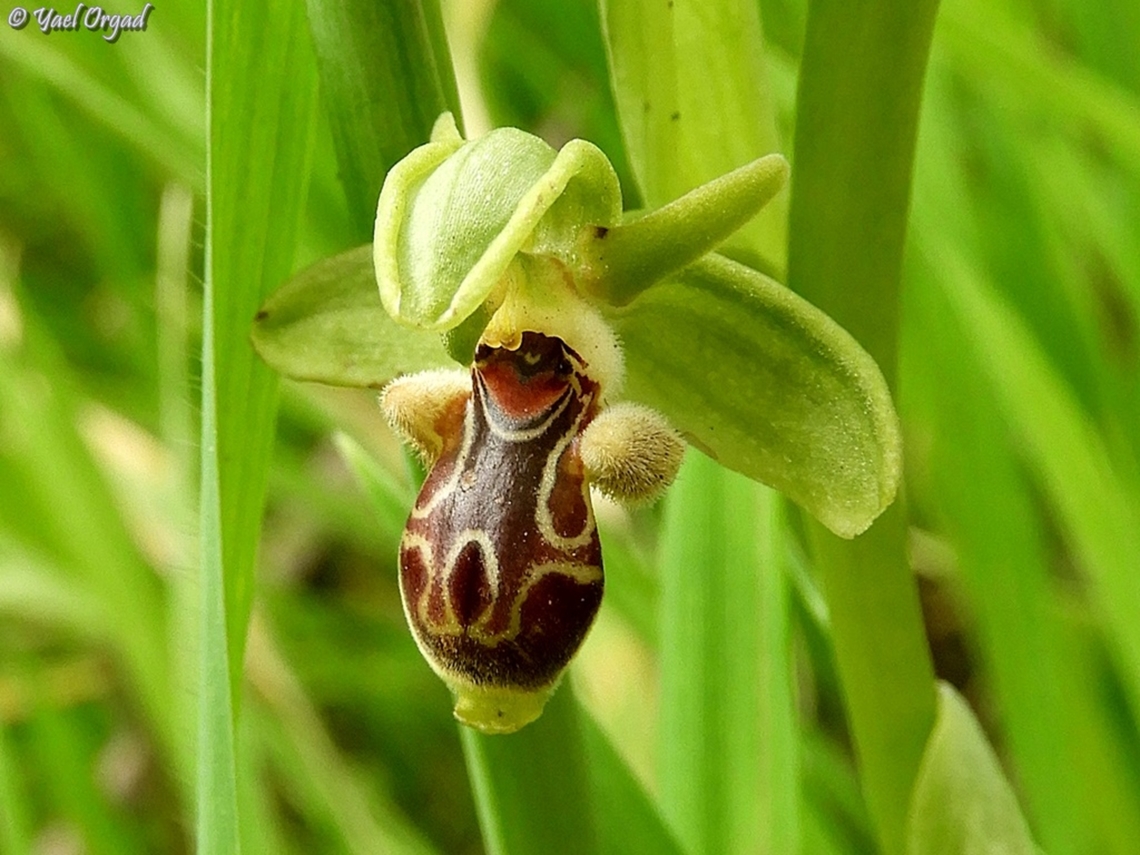 Ophrys umbilicata  Carmel Bee-Orchid,Geotagged,Israel,Ophrys umbilicata,Winter