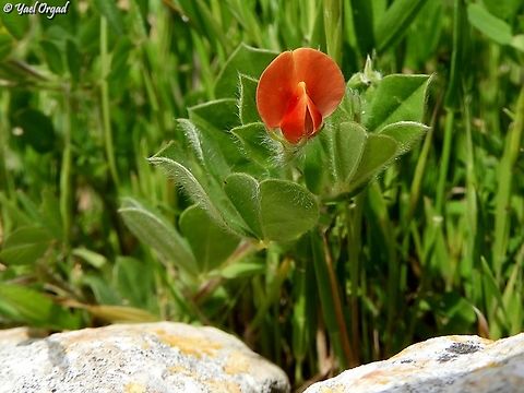 Lotus tetragonolobus Synonym: Tetragonolobus palaestinus Asparagus-pea,Geotagged,Israel,Tetragonolobus purpureus,Winter