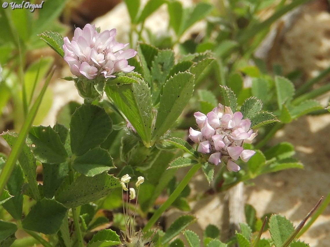 Trifolium tomentosum  Geotagged,Israel,Trifolium tomentosum,Winter,Woolly Clover