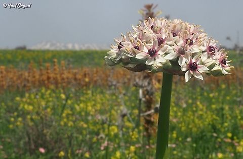 Allium basalticum the background layers are, from bottom up: 
mustard flowers (yellow)
Asphodelines (orange)
Ferula (yellow) 
Mount Hermon (the white stripes) Allium basalticum,Geotagged,Spring