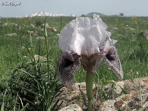 Iris hermona looking at Mount Hermon  Geotagged,Iris hermona,Spring