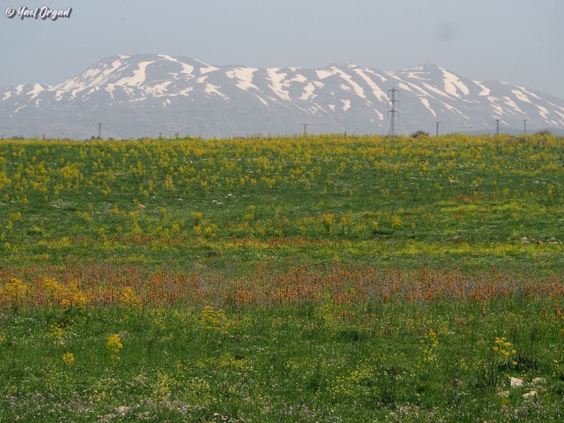 Spring at the Golan heights with Mount Hermon Asphodeline lutea in orange, <br />
Ferula communis in yellow, <br />
and then there is Mount Hermon!<br />
 Asphodeline lutea,Ferula communis,Geotagged,King's Spear,Spring
