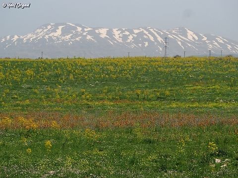 Spring at the Golan heights with Mount Hermon Asphodeline lutea in orange, 
Ferula communis in yellow, 
and then there is Mount Hermon!
 Asphodeline lutea,Ferula communis,Geotagged,King's Spear,Spring