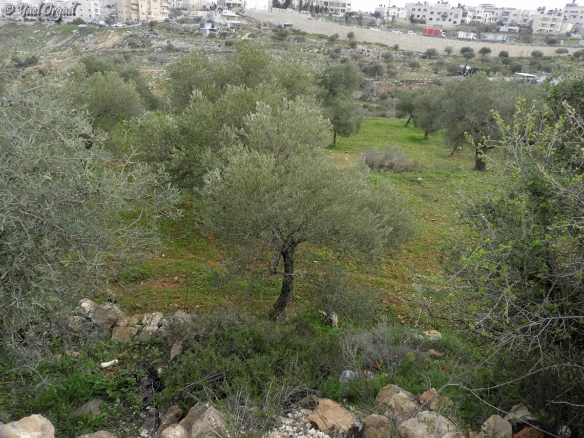 Olive Orchard in Jerusalem  Geotagged,Israel,Olea europaea,Olive Tree,Winter