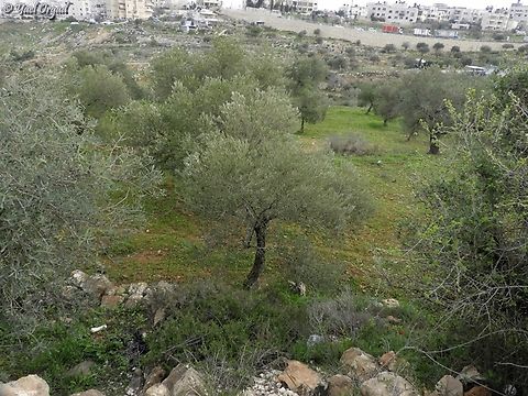 Olive Orchard in Jerusalem  Geotagged,Israel,Olea europaea,Olive Tree,Winter