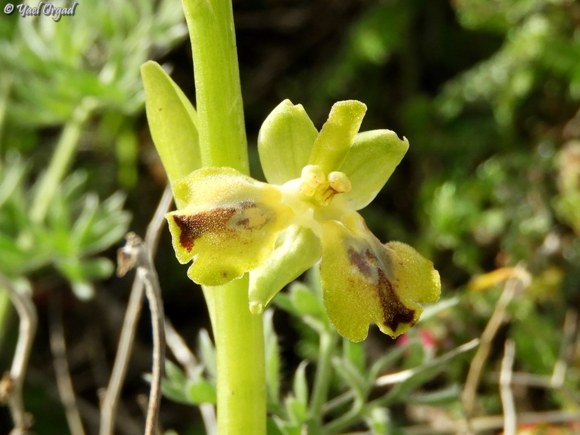 a double-labellum ophrys!  Geotagged,Israel,Ophrys lutea,Winter,Yellow Bee-orchid