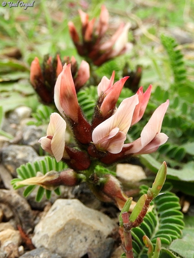 Astragalus palaestinus  Astragalus palaestinus,Geotagged,Israel,Winter