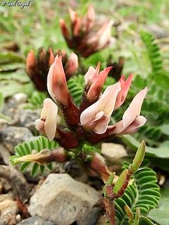 Astragalus palaestinus  Astragalus palaestinus,Geotagged,Israel,Winter