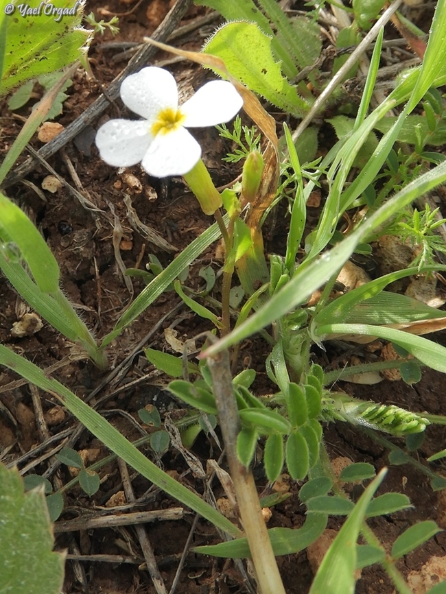 Zuvanda crenulata also known as Malcolmia crenulata Zuvanda crenulata