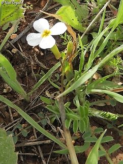 Zuvanda crenulata also known as Malcolmia crenulata Zuvanda crenulata