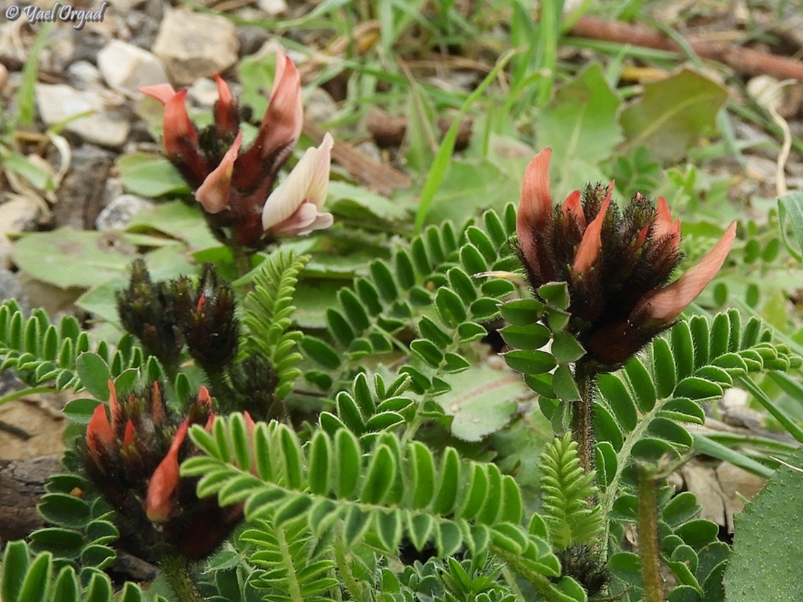 Astragalus palaestinus  Astragalus palaestinus,Geotagged,Israel,Winter