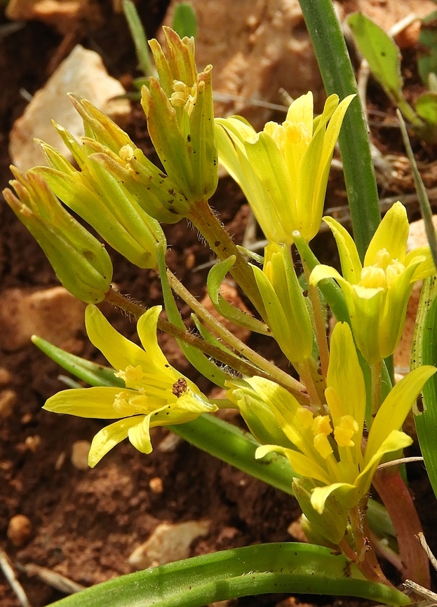 Gagea villosa extremely rare and endangered in Israel, more so in Jerusalem, where it was considered extinct for a while. <br />
 Gagea villosa,Geotagged,Israel,Winter