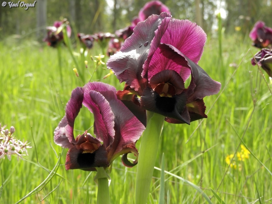Iris atropurpurea rare and critically endangered, I just have to visit them every year.  Coastal iris,Geotagged,Iris atropurpurea,Israel,Winter