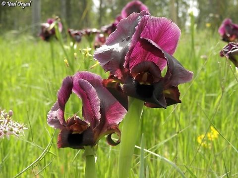 Iris atropurpurea rare and critically endangered, I just have to visit them every year.  Coastal iris,Geotagged,Iris atropurpurea,Israel,Winter