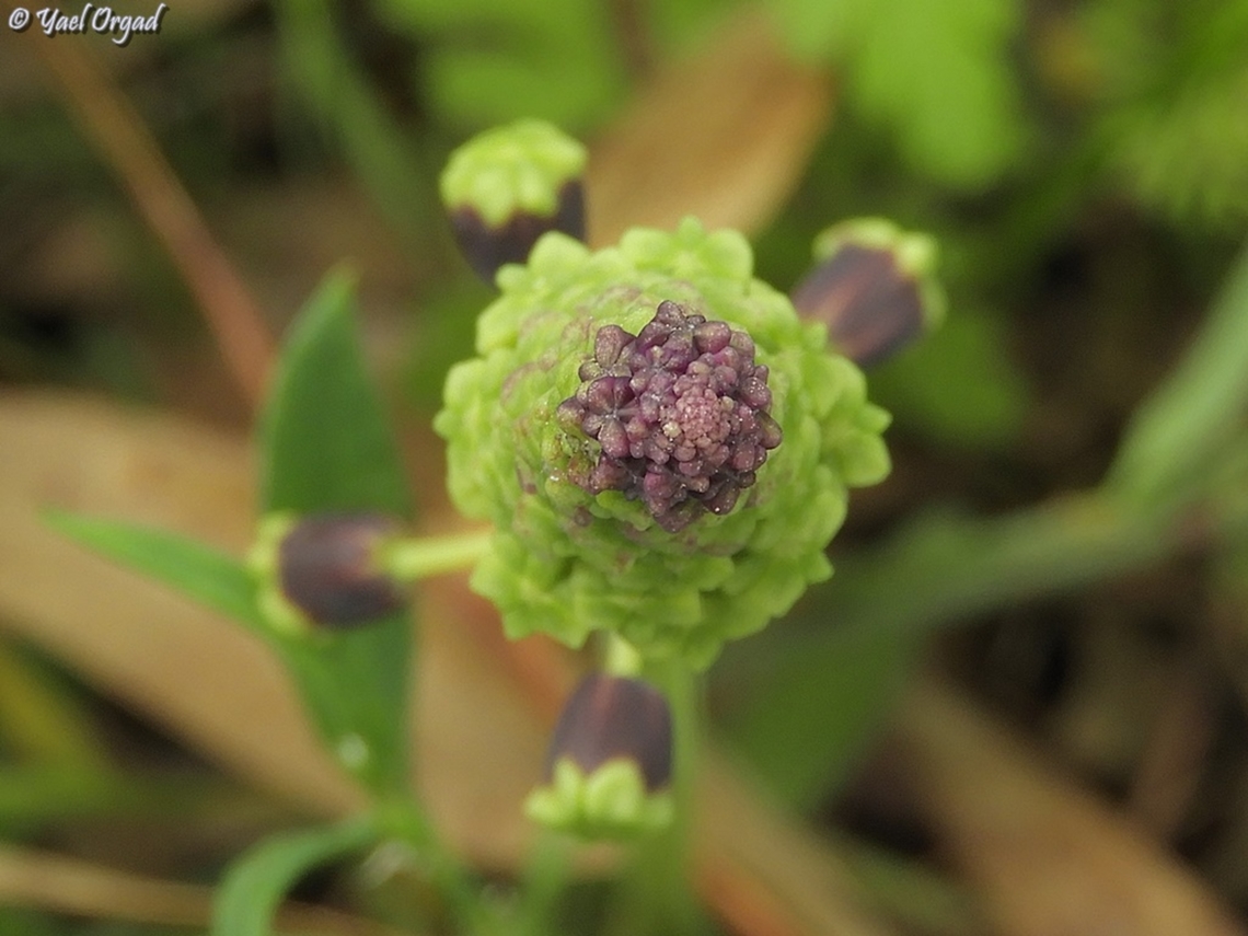 looking from above Leopoldia bicolor Geotagged,Israel,Leopoldia bicolor,Winter
