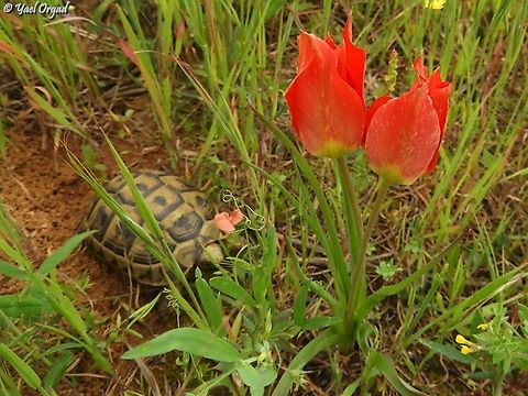 tulips and turtle the turtle (Testudo graeca) was just waiting for me near the tulips :-)  Eyed Tulip,Geotagged,Israel,Tulipa agenensis,Winter