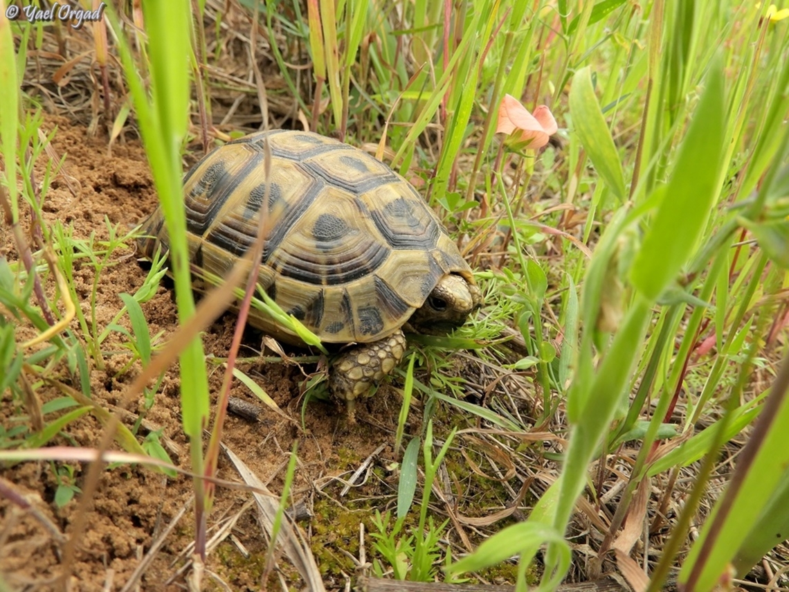 turtle  Geotagged,Greek tortoise,Israel,Testudo graeca,Winter