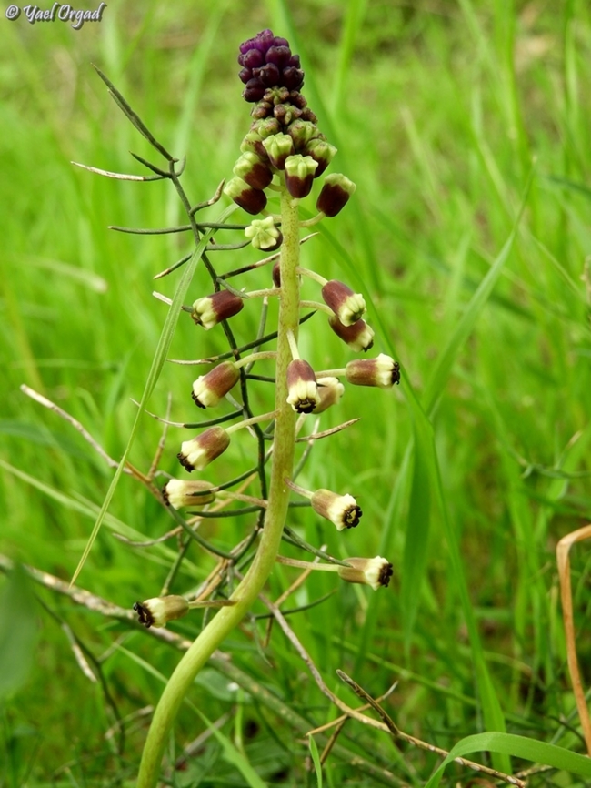 Leopoldia bicolor  Geotagged,Israel,Leopoldia bicolor,Winter