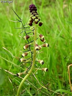 Leopoldia bicolor  Geotagged,Israel,Leopoldia bicolor,Winter