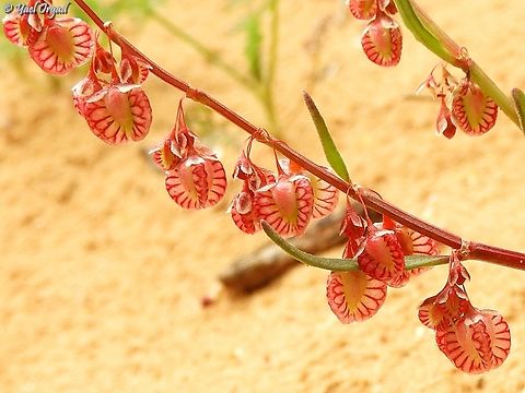 Rumex pictus  Geotagged,Israel,Rumex pictus,Winter