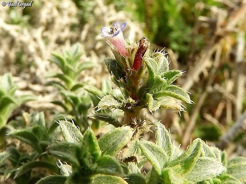 Moltkiopsis ciliata  Geotagged,Israel,Moltkiopsis,Moltkiopsis ciliata,Winter