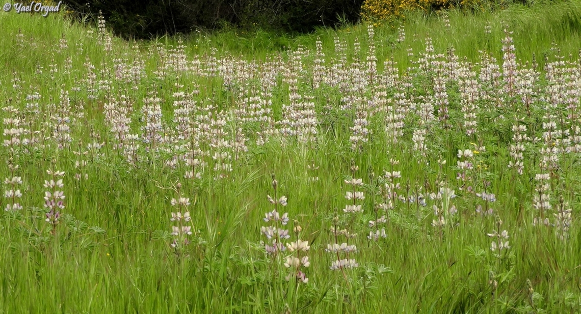 Lupinus palaestinus  Geotagged,Israel,Lupinus palaestinus,Winter