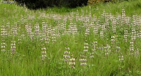 Lupinus palaestinus  Geotagged,Israel,Lupinus palaestinus,Winter