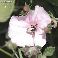 Systropha planidens - female on Convolvulus cantabrica flower. <br />
the Systropha bees usually go to Convolvulus flowers. <br />
<br />
this is the male: <br />
https://www.jungledragon.com/image/134012/systropha_planidens_-_male.html Geotagged,Israel,Spring,Systropha planidens