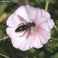 Systropha planidens - male on Convolvulus cantabrica flower. <br />
the Systropha bees usually go to Convolvulus flowers. <br />
<br />
this is the female:<br />
https://www.jungledragon.com/image/134011/systropha_planidens_-_female.html Convolvulus cantabrica,Geotagged,Israel,Spring,Systropha planidens