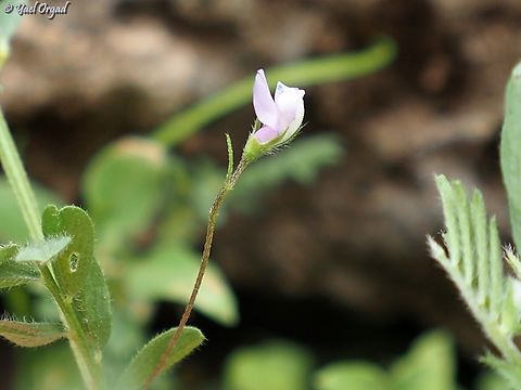 Lens culinaris subsp. odemensis  Lens culinaris subsp. odemensis,Odem's Lens