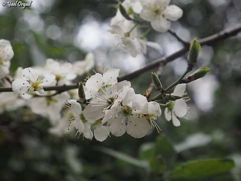 Pyrus syriaca  Geotagged,Pyrus syriaca,Spring,Syrian pear