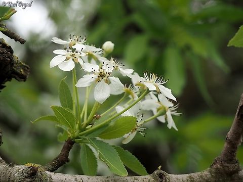 Pyrus syriaca  Geotagged,Pyrus syriaca,Spring,Syrian pear