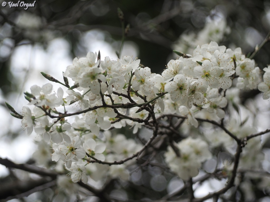 Pyrus syriaca  Geotagged,Pyrus syriaca,Spring,Syrian pear