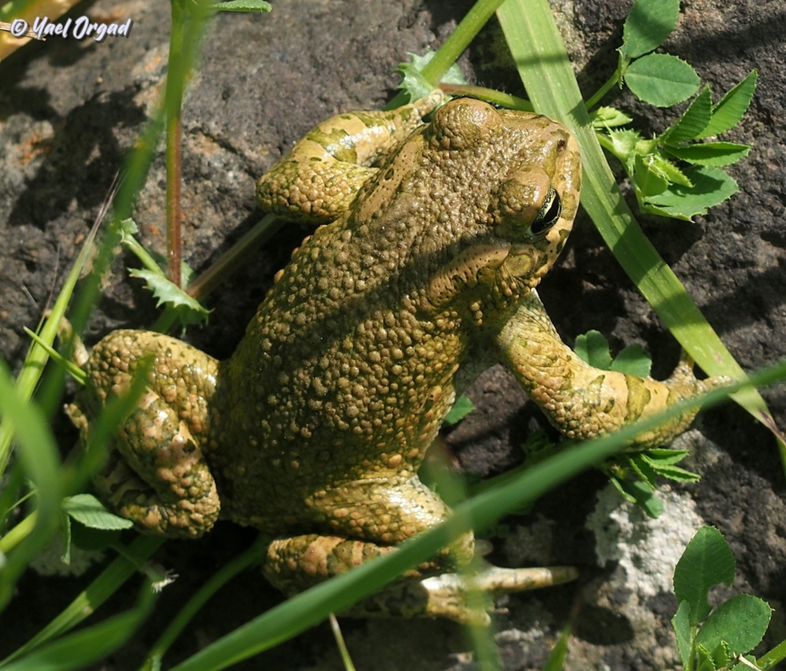 Bufotes viridis just for International Amphibian Week :-)  Bufo viridis,Bufotes viridis,European green toad