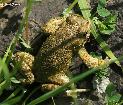 Bufotes viridis just for International Amphibian Week :-)  Bufo viridis,Bufotes viridis,European green toad